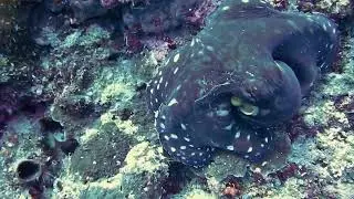 30 MINUTES Stunning  Underwater footage + SOUNDS | Nature Relaxation™ Rare & Colorful Sea Life Video