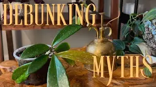 No, Plants Won't Clean Your Air | Debunking Plant Myths