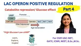 Positive regulation of Lac operon| Catabolite repression| Glucose effect|