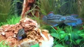 Trichopsis pumilus HD