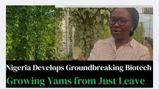 Yam seed tech: Nigeria develops amazing biotech for yam farming  through leaves 