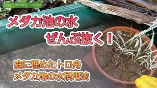 【メダカ池の水ぜんぶ抜く！】庭に埋めたトロ舟！メガネ池の水活用法！シマトネリコの剪定！