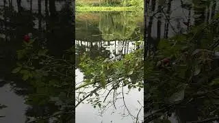 Calm Reflections by the Lake 🍒 🌲 #nature #lake #shorts