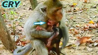 BABY NEWBORN GOLDIE LOUDLY CRY...BABY GOLDIE SEIZURE CRY NEAR HER MILK WITH FEELING ANGRY AND HUNGRY
