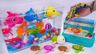 Toy ASMR | Unboxing RC Baby Shark &  Robo Whale Attack Fishing Game! 🎣🦈 Catch the Fish !