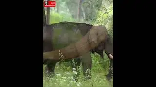 Elephant Whispering video | Elephants attack | Elephant Encounter | #wildlife_seekers