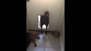 Daisy Scratching her butt