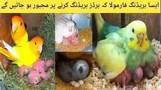 Best Breeding Formula For Budgies Cockatiel Love Birds l Breeding Tips l How Breed Parrot l birds