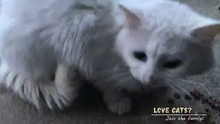 Маленькая забота для кота с улицы
