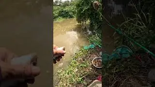 Đi săn c&aacute; tra S&ocirc;ng Ray