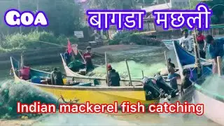 Indian mackerel fishing,net fishing in the sea | Baga beach 🏝️ #goa