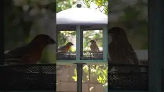 SPRING TIME 🪴🕊️ #aesthetic #garden #gardening #springvibes #birdwatching #cozy #shorts