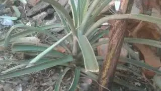 Tudo      org&acirc;nico 👍🌿