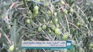 معاصر الزيتون بمنطقة تبوك تستقبل نتاج ما يزيد *على* 800 ألف شجرة زيتون بالمنطقة