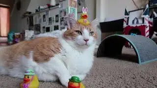 Cat Has All His Ducks In A Row