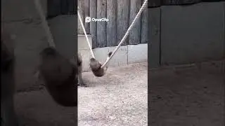 Cute Animals Acting WILD! Seal, Meerkat, Hamster & More!
