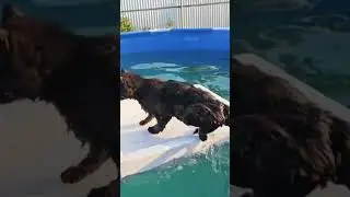Cat Navigates Pool Adventure on Floating Platform and Swims to Safety