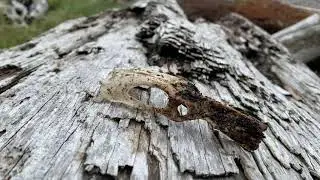 Mystery skull found on the beach in western Clallam County