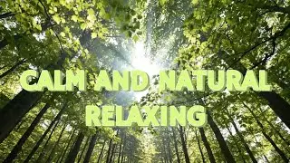 Calm Forest ASMR Natural Wind Sounds| Relaxing Nature Ambience for Sleep & Meditation
