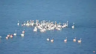 Малый фламинго. Плотина Афро- Камферс - Small flamingo. Africam - Kamfers Dam