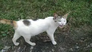 She is pregnant.....🐈😻 #cat #cutecat  #villagecat #cutepet #catpregnant