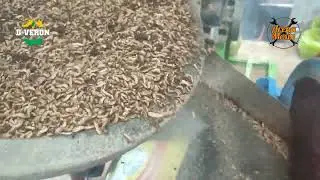 TEST Pengering Maggot Kering -  Oven Maggot Rotary Dryer 20 kg