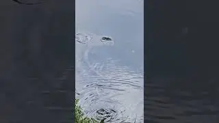 what fish is this? #fish #river #shorts #jumpingfish