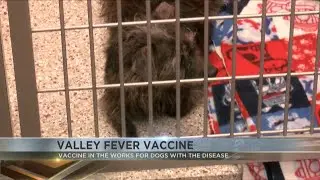 Valley Fever vaccine in the works for dogs with the disease