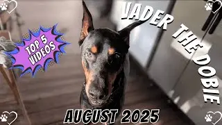 Doberman Top 5 Moments of August 2025 🐾🔥 | Vader&rsquo;s Best Videos