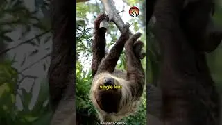 Sloth Wins Dolphin in Underwater Breath Holding Competition?