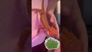 #wildflowers #beardeddragon #honey #reptiles #honey #lifeisbutadream #flowers #lizard #dragon