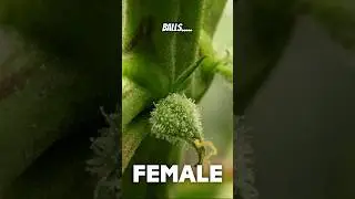 No, your plant did NOT herm, hairy balls are good #cannabisgrowtips