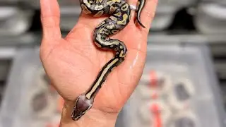 LOOK WHAT JUST CRAWLED OUT OF THE EGGS!!