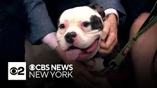 Furry Friend Finder: Bradley