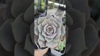 pink floyd #succulent  #succulentas #succulentlove