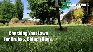 How to Check Your Lawn for Grubs and Chinch Bugs.