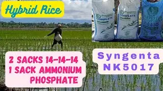 Hybrid Rice: SYNGENTA NK5017 | FIRST APPLICATION NG ABONO | @agrisikap