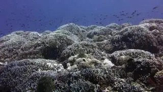 Kerama Diving 2016.09.30-10.01
