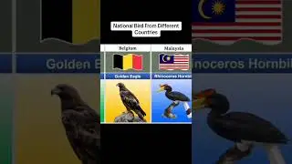 Top 20 National Birds From Different Countries #viralshorts