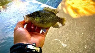HOW TO CATCH CATFISH BAIT