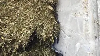 Cut To Clamp Silage Clamp Lessons: The Benefits of Side Sheets