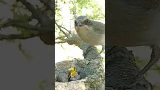 Nature&rsquo;s Love: Common Woodshrike Feeding Time in the Wild #shorts #shortvideo #ytshorts #short
