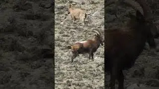 Ibex Hunting Goes Wrong 😢😢 #wildlife #animals #shorts