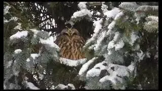 Hibou des marais - Asio flammeus - Short-eared Owl