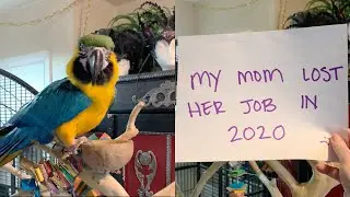 Strangers Send Gifts to This Macaw after Owner Loses Job || WooGlobe