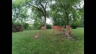 🦌,  🦃, 7 15 23  68f /20c