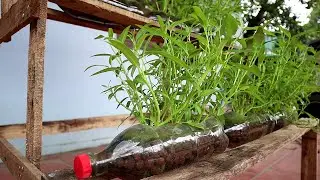 Growing vegetables on recycle plastic bottle without soil (water spinach)
