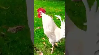 Rooster morning sound #crowing #rooster #chicken