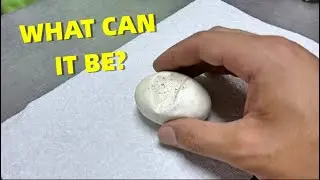 This Egg Has Some Big Things In It!! Ball Python Hatching