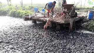 REAKSI LELE LIAR SETELAH DI BERI PAKAN INI | Wild Catfish Reaction after in giving this Feed